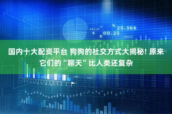 国内十大配资平台 狗狗的社交方式大揭秘! 原来它们的“聊天”比人类还复杂